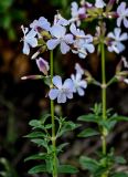 Saponaria officinalis