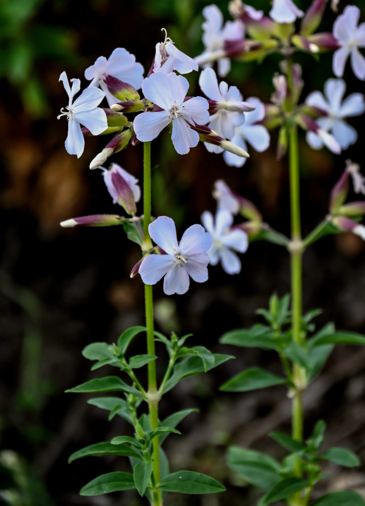 Image of Saponaria officinalis specimen.