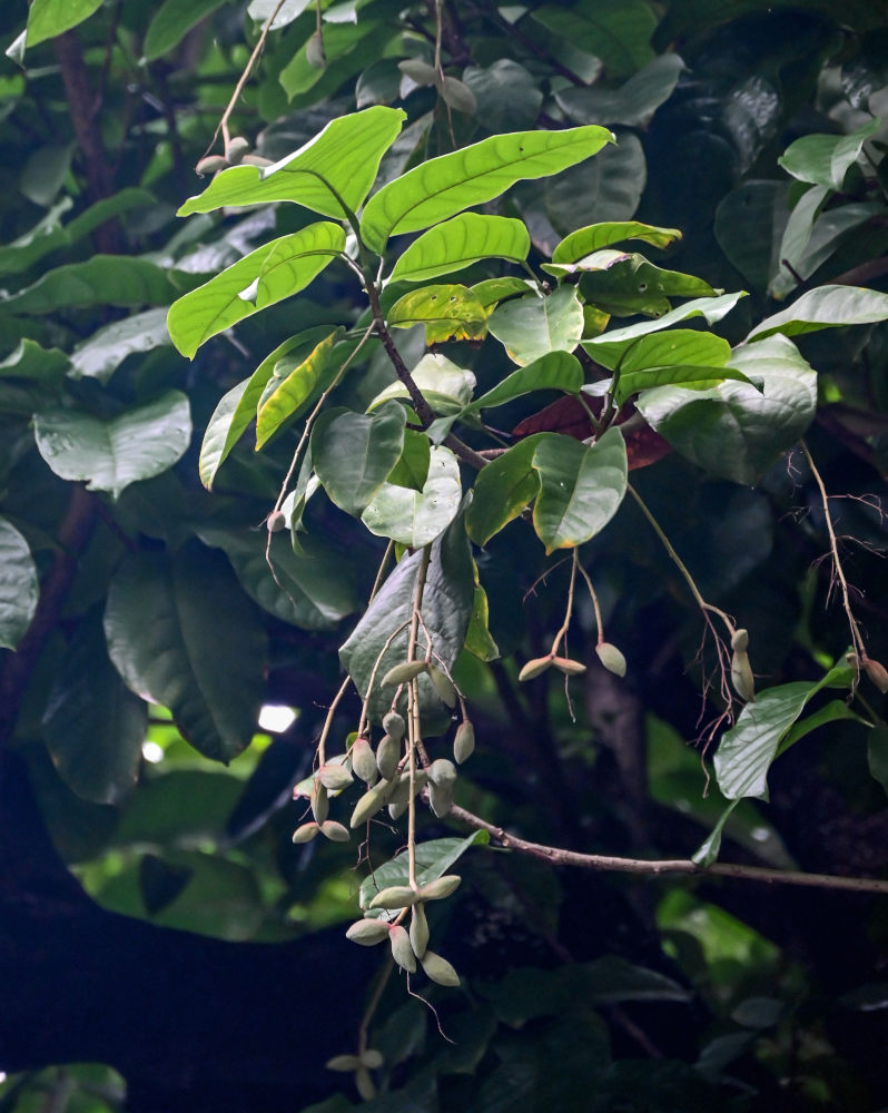 Image of Sterculia monosperma specimen.