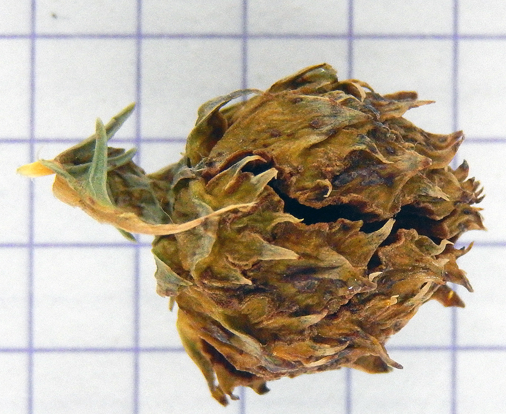 Image of Cryptomeria japonica specimen.