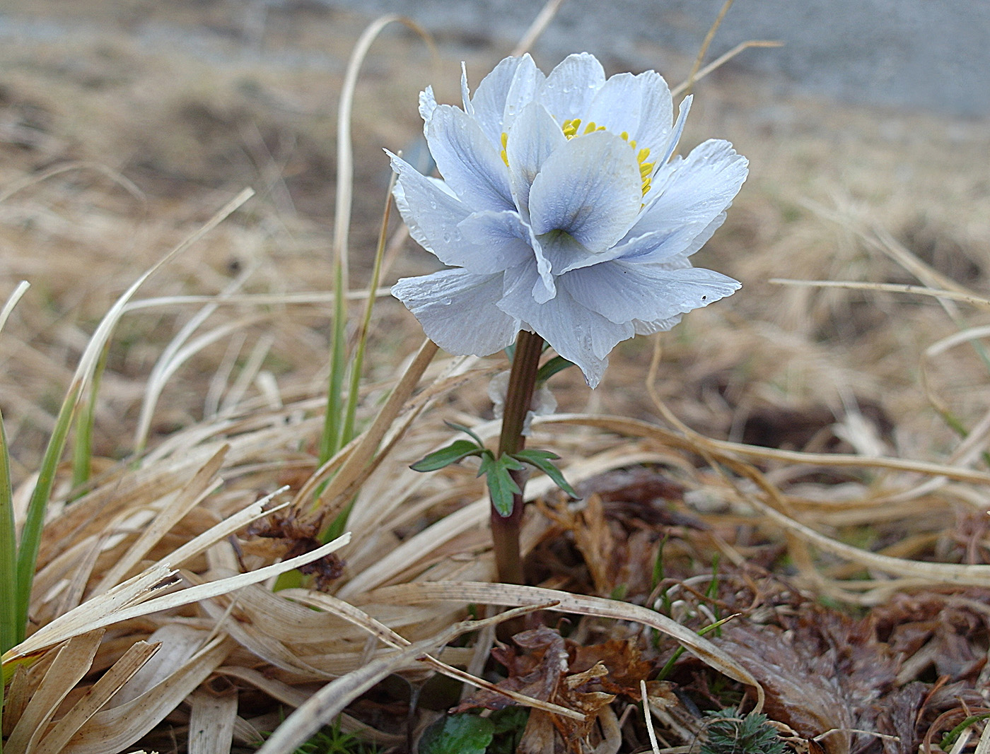 Изображение особи Trollius lilacinus.