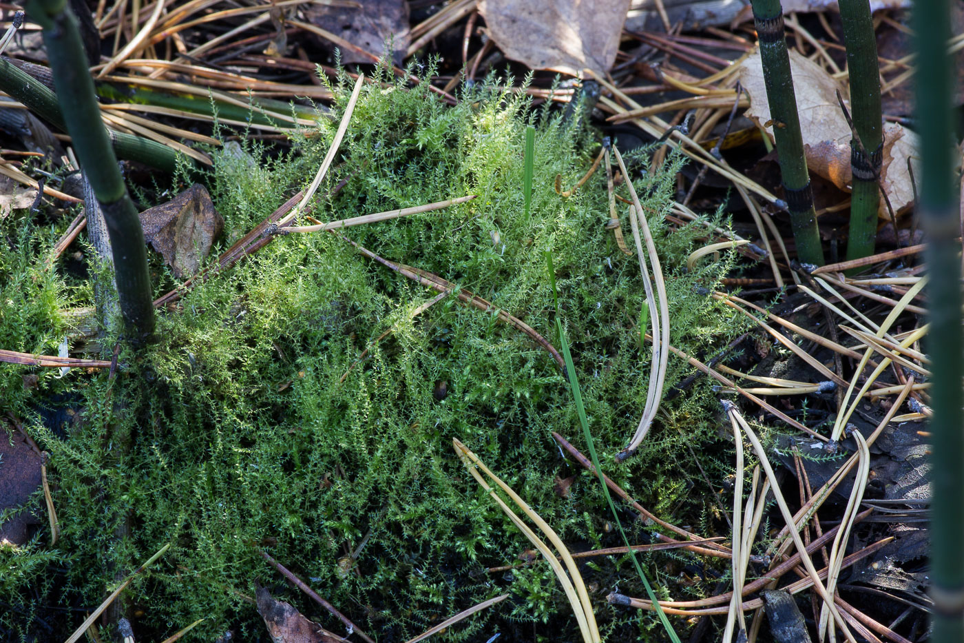 Image of Hygroamblystegium humile specimen.