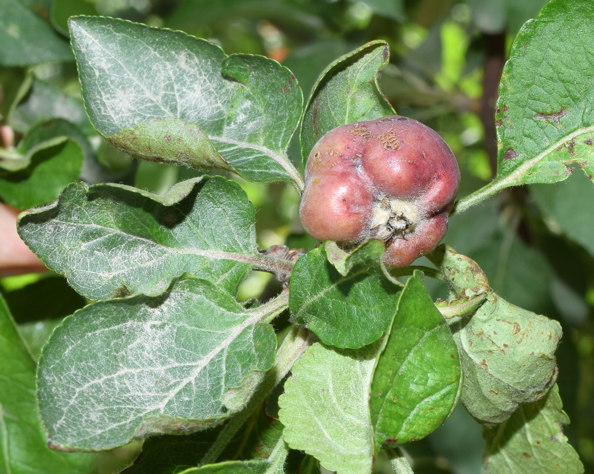 Image of Malus niedzwetzkyana specimen.