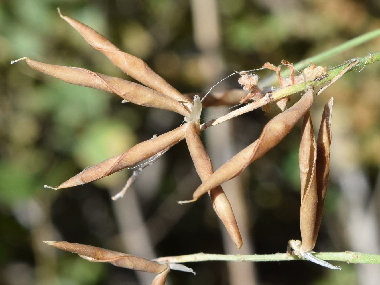 Image of genus Vicia specimen.