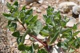 Atriplex dimorphostegia