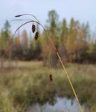 Carex paupercula. Верхняя часть побега с соплодиями. Ямало-Ненецкий АО, Приуральский р-н, осоково-сфагновое болото. 11.09.2021.