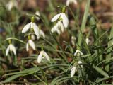 Galanthus nivalis
