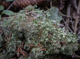 Cladonia fimbriata