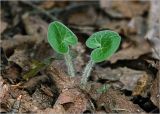 Asarum europaeum