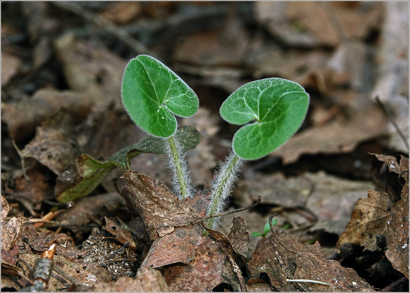 Изображение особи Asarum europaeum.
