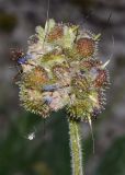 Смотреть изображение Solenanthus karateginus