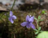 View full-size image Viola epipsila