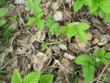 Rubus saxatilis