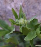 View full-size image genus Ranunculus