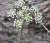 View full-size image Chaerophyllum humile
