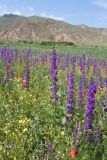 View full-size image Delphinium hispanicum