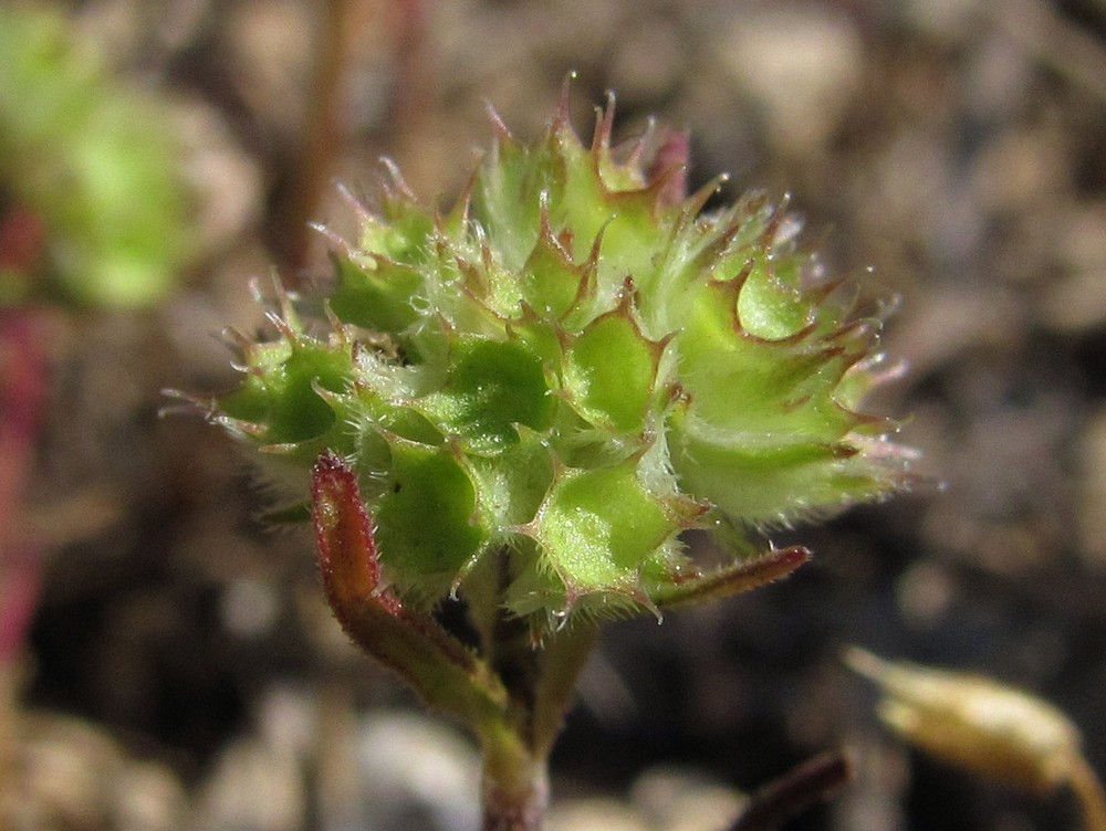 Image of Valerianella coronata specimen.