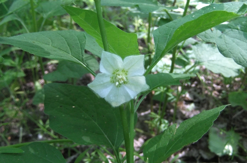 Изображение особи Alkekengi officinarum.