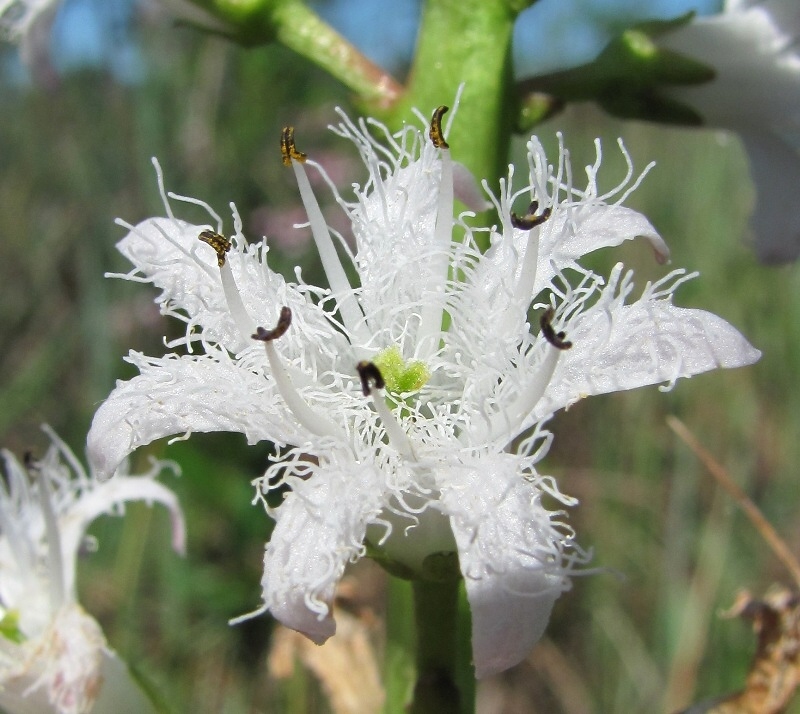 Image of Menyanthes trifoliata specimen.