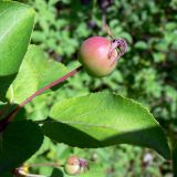 Malus domestica subspecies cerasifera. Плод. Свердловская обл., окр. г. Североуральск, правый берег канала Дублёр. 06.07.2011.