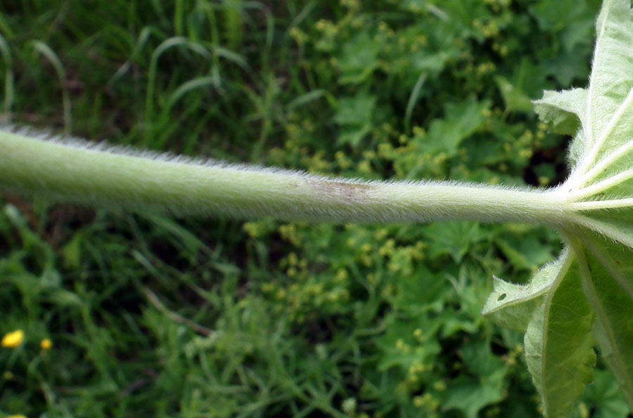 Image of genus Alchemilla specimen.