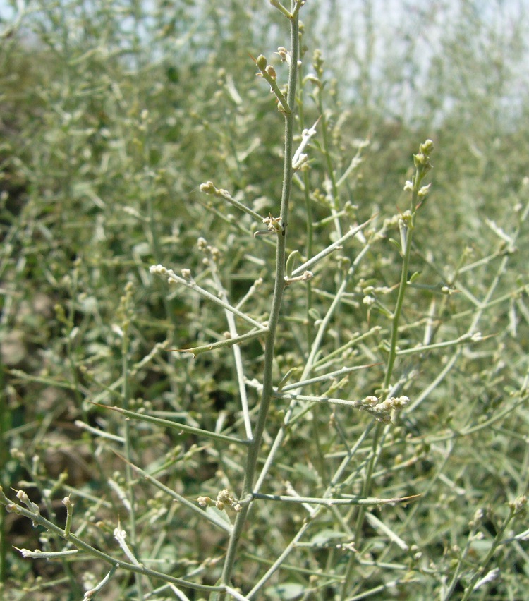 Image of Alhagi canescens specimen.