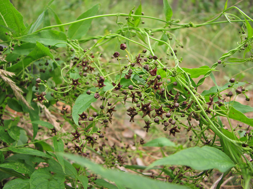 Image of Vincetoxicum scandens specimen.