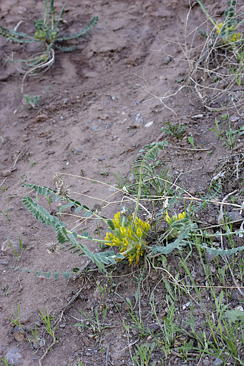 Image of genus Astragalus specimen.