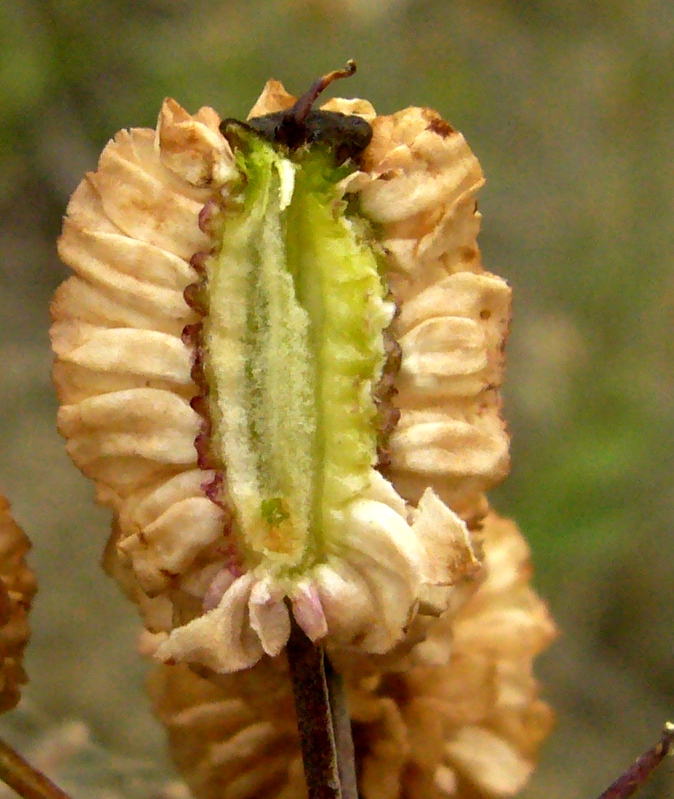 Image of Prangos latiloba specimen.