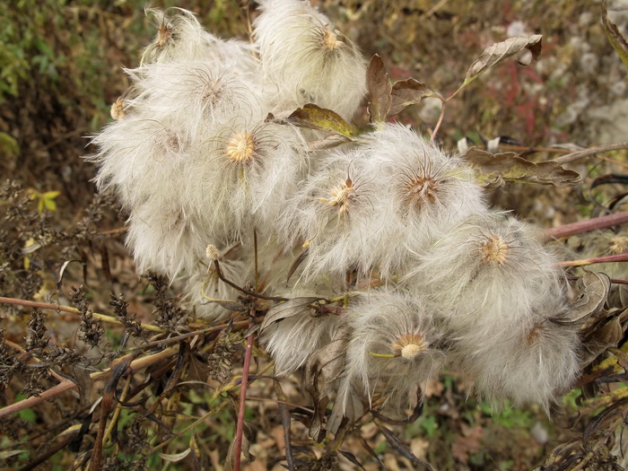 Image of Clematis serratifolia specimen.