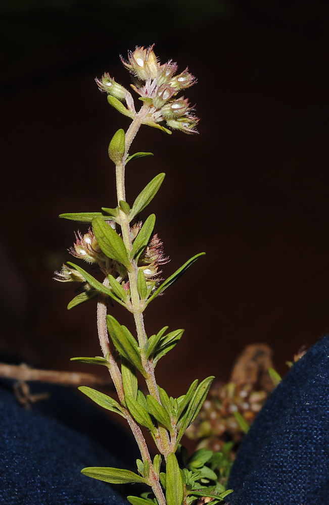 Изображение особи Thymus rasitatus.