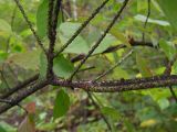 Euonymus pauciflorus