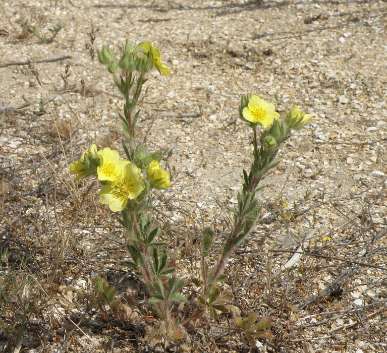 Image of Potentilla astracanica specimen.