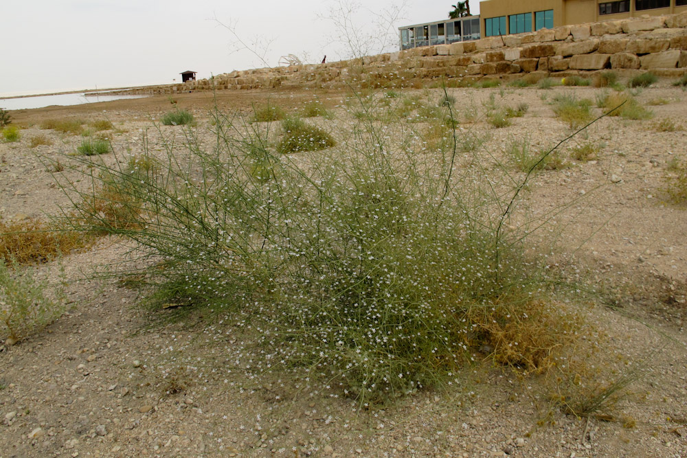 Image of Gypsophila capillaris specimen.