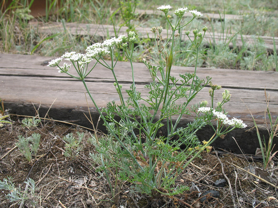 Image of Astrodaucus littoralis specimen.