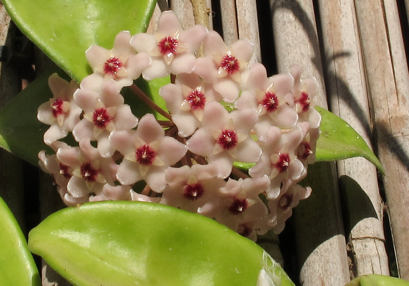 Image of Hoya carnosa specimen.