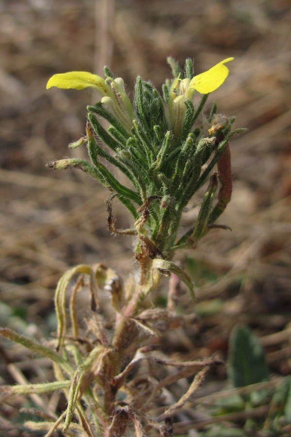 Изображение особи Ajuga mollis.