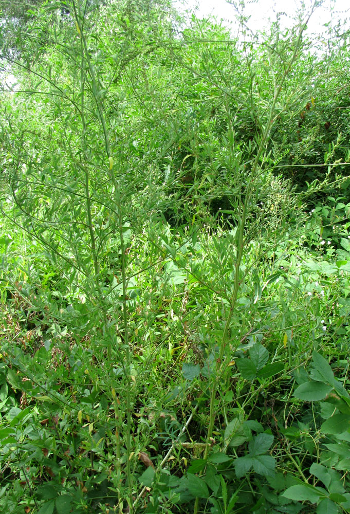 Image of Chenopodium striatiforme specimen.