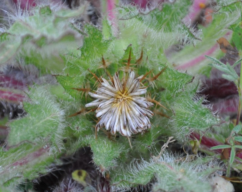 Image of Centaurea benedicta specimen.