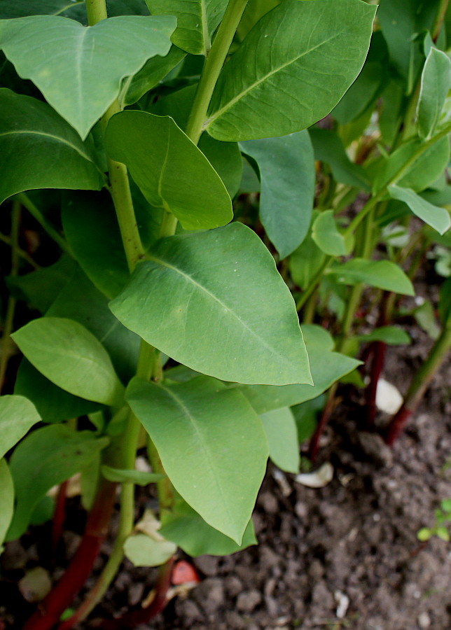 Image of Euphorbia marginata specimen.