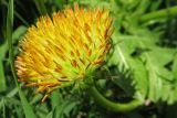 genus Taraxacum. Соцветие (аномальное). Московская обл., г. Кубинка, дворовая территория. 21.05.2012.