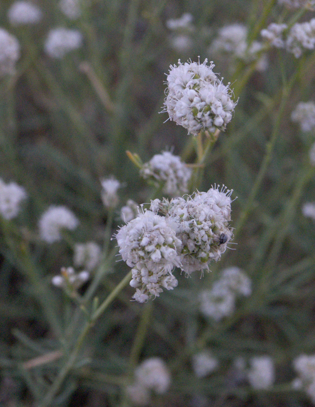 Image of Gypsophila capitata specimen.