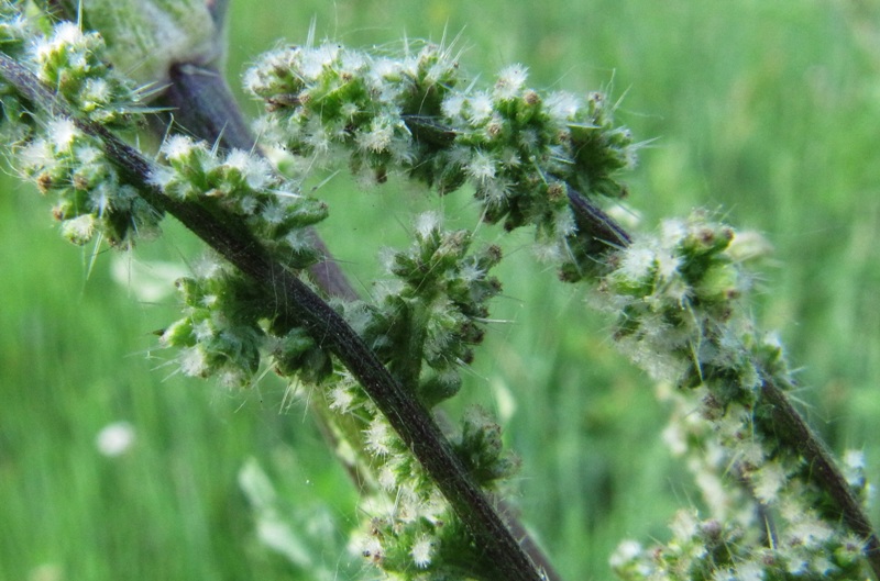 Image of Urtica cannabina specimen.