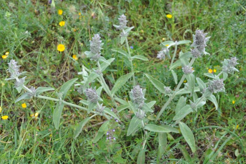 Image of genus Stachys specimen.