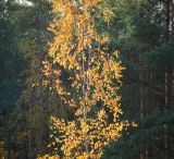 Betula pendula. Часть кроны дерева с листьями в осенней раскраске. Московская обл., Раменский р-н, окр. ж.-д. платформы Хрипань, опушка смешанного леса. 07.10.2011.