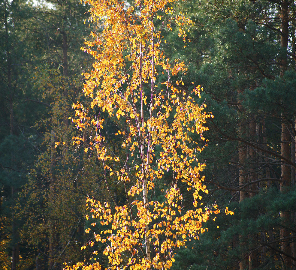 Изображение особи Betula pendula.