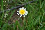 Taraxacum leucanthum. Соцветие. Республика Бурятия, г. Улан-Удэ, луг близ оз. Тулунжинское. 15.07.2012.