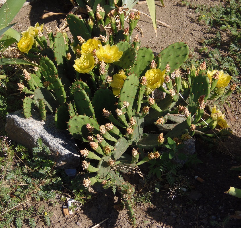 Image of Opuntia humifusa specimen.