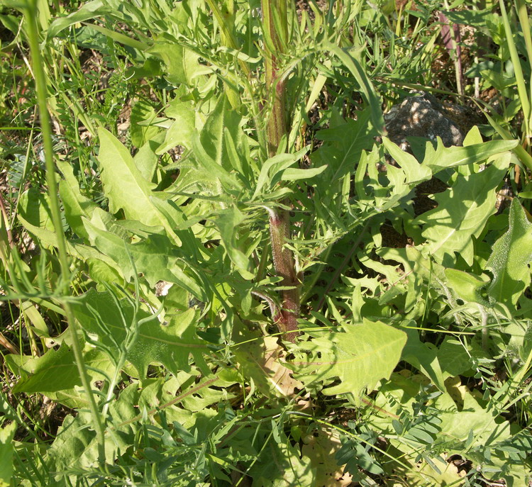 Изображение особи Crepis biennis.