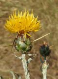 Centaurea solstitialis. Соцветие-корзинка. Украина, г. Одесса, Аркадия, склон возле Тропы здоровья. 20.06.2013.